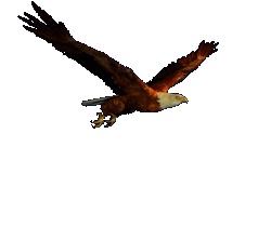 Fly like the Eagle